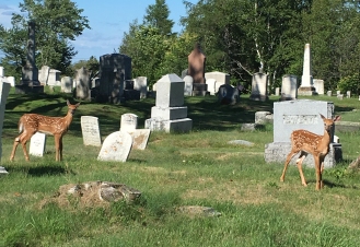 Eastport Cemetery Deer